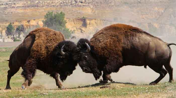 Buffalo Bulls NPS